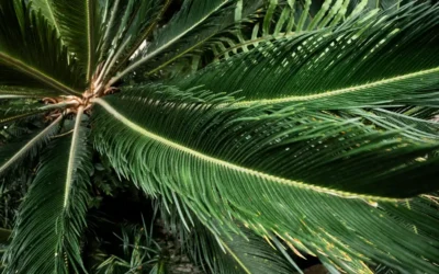 Why Professional Landscape Maintenance Saves Homeowners Time and Money