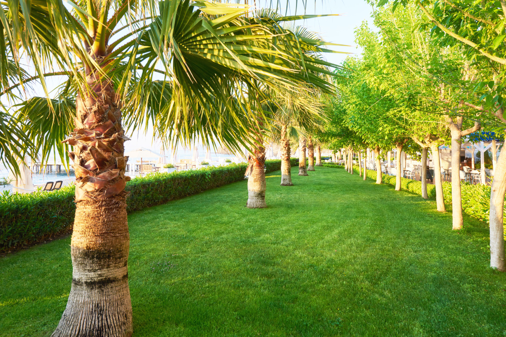 Sod Replacement Natural Bloom Landscape